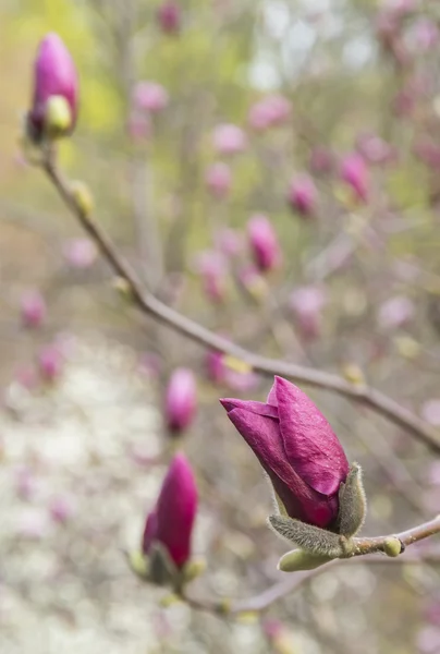 Bloeiende roze magnolia toppen in het voorjaar — Stockfoto