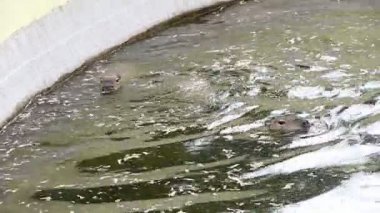 Suda oynarken capybarası