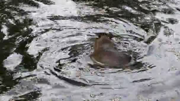 水豚在水中玩 — 图库视频影像