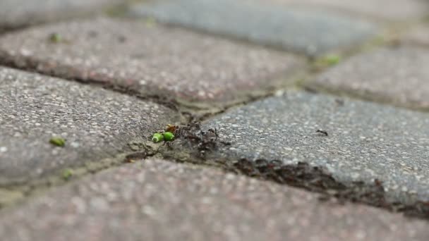 Chain of ants, moves on the pavement — Stock Video