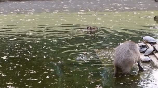 Капибары играют в воде — стоковое видео