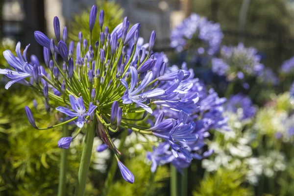 African Lily flowers (Agapathus africanus) in the garden — Stock Photo, Image