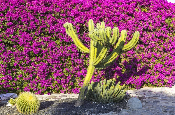 Paisaje mediterráneo: cactus y buganvillas — Foto de Stock