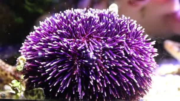 Purple Sea Urchin Underwater — Stockvideo