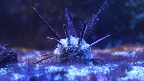 Długodystansowych łupków pióro morskie jeżowca podwodne — Wideo stockowe