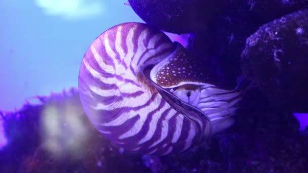 Nautilus, pelagic marine mollusc underwater — Stock Video