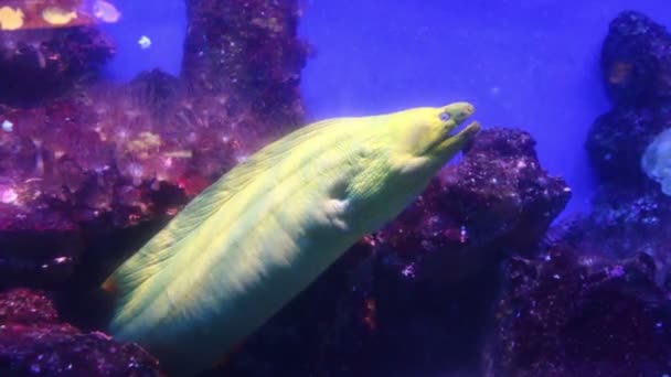 Giant Moray ål under vattnet — Stockvideo