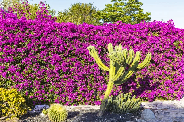Середземноморський краєвид: Кактуси та Бугенвіля квіти — стокове фото