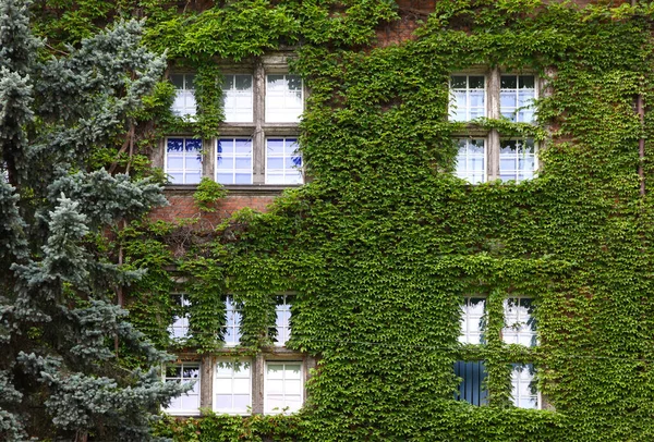 Building Wall Windows Covered Green Ivy Plants — Stock Photo, Image