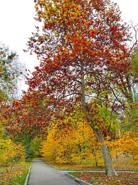 Molnigt Höst Syn Fomin Botaniska Trädgården Centrum Kiev Stad Ukraina — Stockfoto