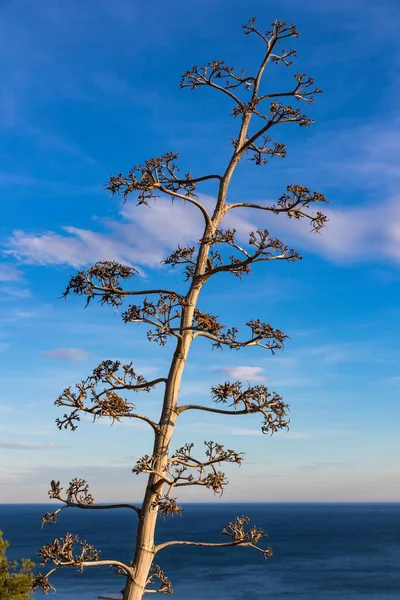 Floração Agave Americana Planta Também Conhecido Como Century Plant Sentry — Fotografia de Stock