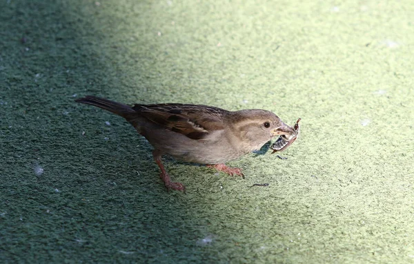 Sparrow Segura Besouro Índia Seu Bico — Fotografia de Stock