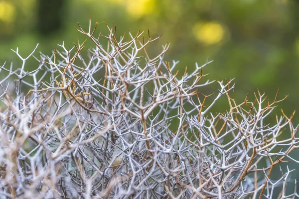 Sarcopoterium Spinosum Est Arbuste Vivace Genre Sarcopoterium Famille Des Rose — Photo