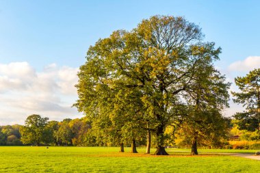 Leipzig, Saksonya, Almanya 'daki Rosenthal orman parkı. Tarihi şehir merkezinin kuzeyinde yer alan Rosenthal, Leipzig Riverside Ormanı 'nın (Almanca: Leipziger Auwald) koruma alanının bir parçasıdır.)