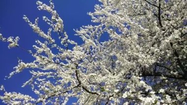 Mavi arkaplanda beyaz çiçekli erik ağacı