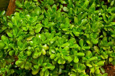 Crassula Ovata 'nın yakın çekim yaprakları (ayrıca Jade Plant, Lucky Plant, Money Plant veya Money Tree olarak da bilinir), Güney Afrika' ya özgü sulu bir bitki, dünya çapında yaygın olarak kullanılan bir ev bitkisi.