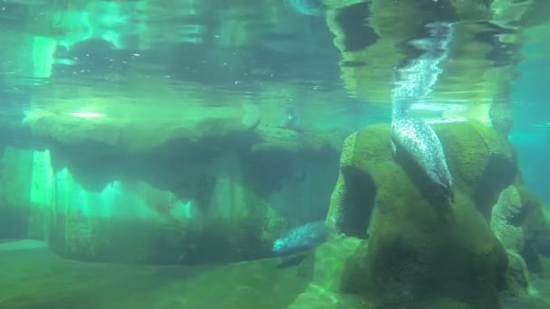 Otaries à fourrure ludiques sous l'eau — Video