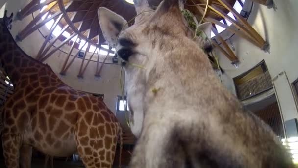 Giraffes at a Zoo — Stock Video