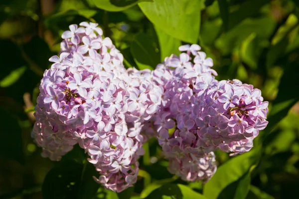 Close-up branch of violet lilac — Stock Photo, Image