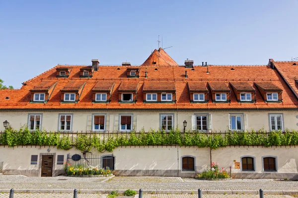Stary dom winorośli w Maribor, Słowenia — Zdjęcie stockowe
