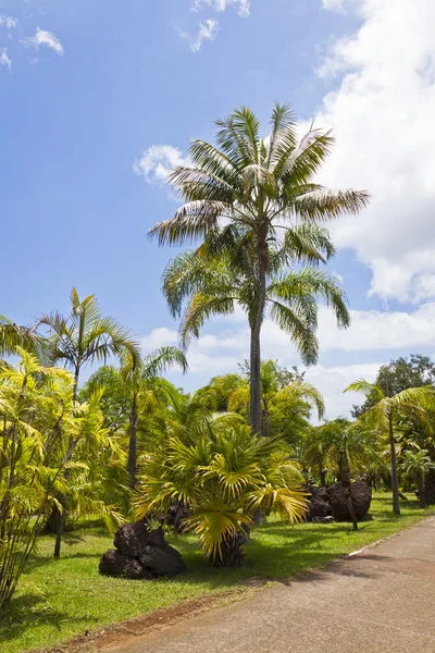 Jardín Botánico Tropical en Funchal, Isla de Madeira, Portugal — Foto de Stock