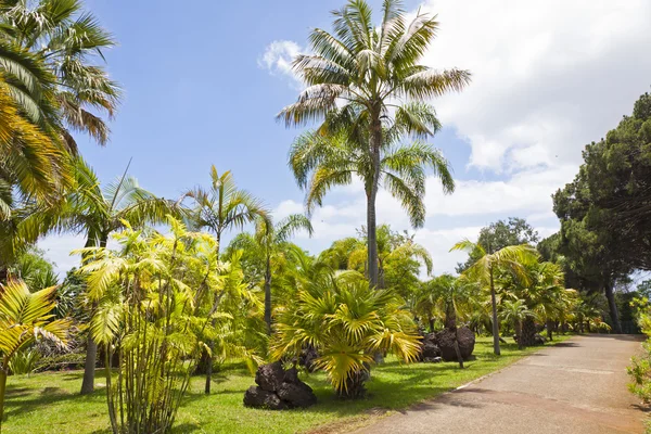 Tropische botanische tuin in funchal, madeira island, portugal — Stockfoto