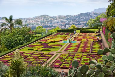 tropikal Botanik Bahçesi funchal, madeira Adası, Portekiz