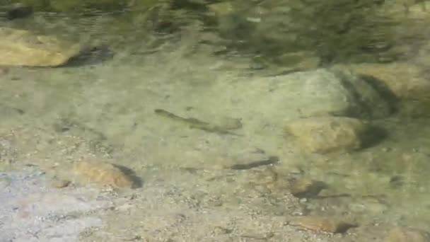 Petits truites nageant dans l'eau claire de Popradske Pleso — Video