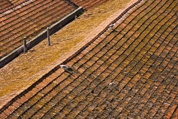 Aerial view of orange tile rooftops in Porto, Portugal — стокове фото