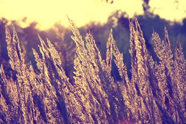 Close-up dry grass field over setting sun background — Stock Photo, Image