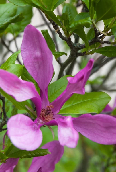 Flor de magnolia rosa de primer plano —  Fotos de Stock