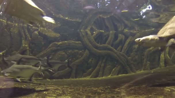 Черепахи плавают в аквариуме в аквариуме — стоковое видео