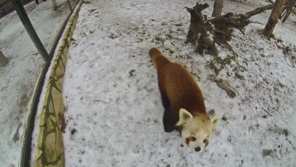 Röd Panda Björn går på en snö — Stockvideo