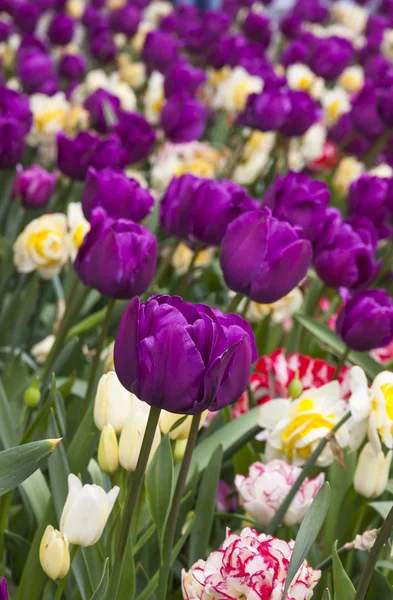 Violet tulips in the garden — Stock Photo, Image