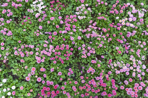 Beautiful Natural Pattern Made Bellis English Daisy Flowering Plants — Stock Photo, Image
