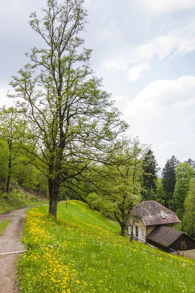 Schlossberg park Freiburg im Breisgau városában, Németország — Stock Fotó