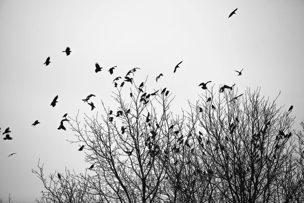 Вороны на деревьях — стоковое фото