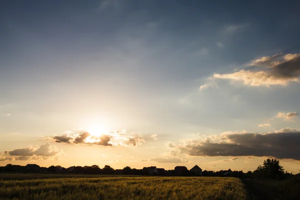 Campo de trigo y cielo — Foto de Stock