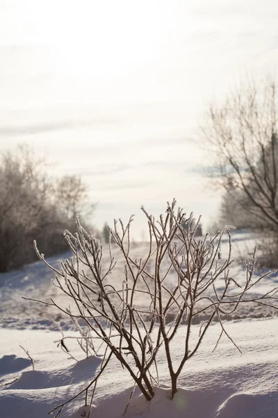 Maravilloso paisaje de invierno — Foto de Stock
