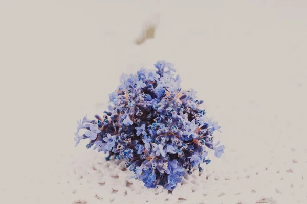 Frischer Lavendelstrauß — Stockfoto