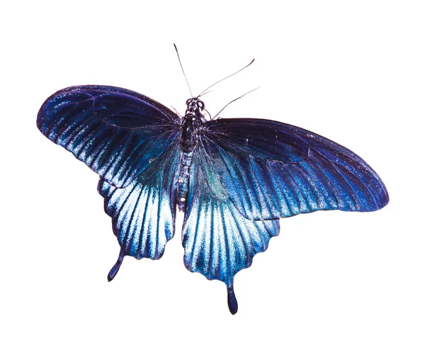 Tropical blue butterfly — Stock Photo, Image