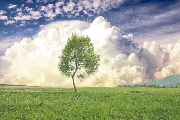 Μοναχικό δέντρο πάνω από τον ουρανό — Φωτογραφία Αρχείου