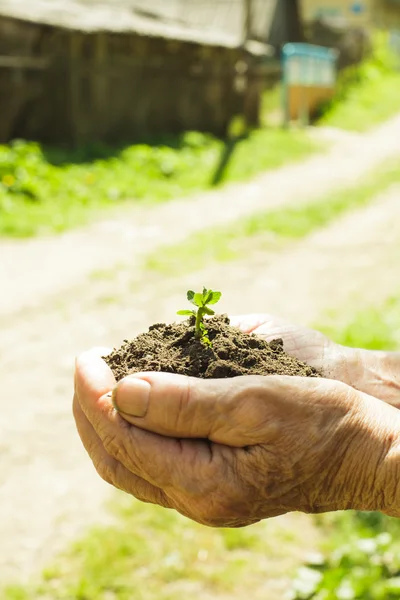 Hands with soil and plant — Stock Photo, Image
