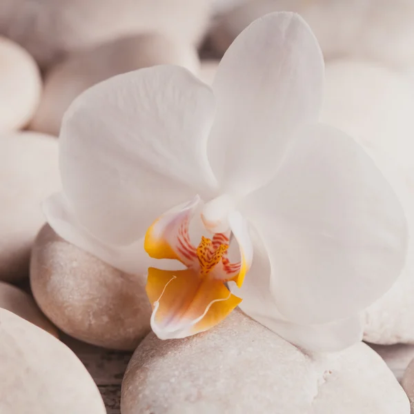 Conceito de spa de orquídea — Fotografia de Stock