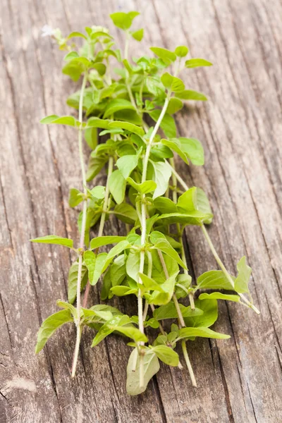 Oregano green twigs — Stock Photo, Image