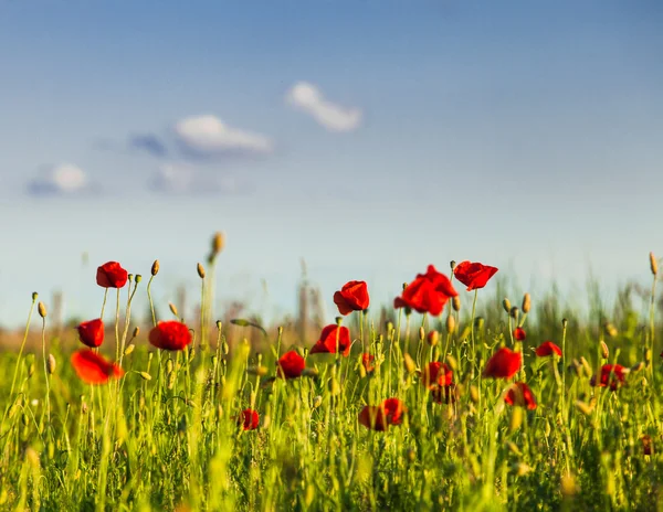 Poppies field and sky — Stock Photo, Image