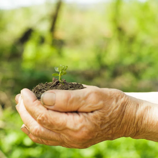 Hands with soil and plant — Stock Photo, Image