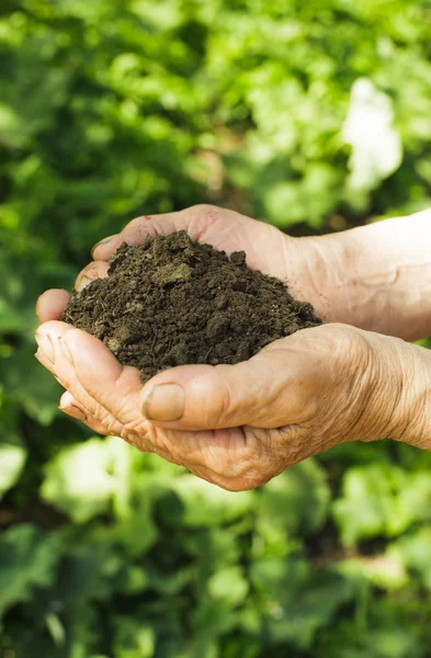 Manos con tierra y planta — Foto de Stock