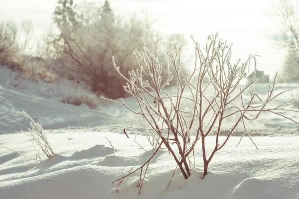 Harika kış manzarası — Stok fotoğraf
