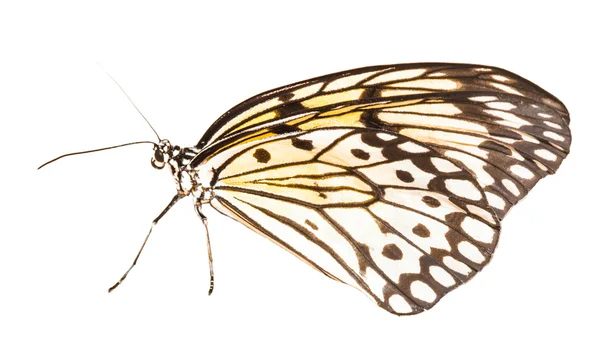 Idea leuconoe butterfly — Stock Photo, Image